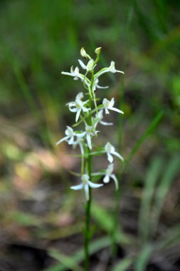 Yabani orkide (Platanthera bifolia) yaygın olarak Küçük Kelebek Orkidesi olarak bilinir. Platanthera bifolia, Platanthera familyasından bir orkide türüdür..