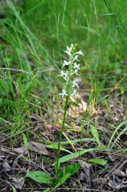 Yabani orkide (Platanthera bifolia) yaygın olarak Küçük Kelebek Orkidesi olarak bilinir. Platanthera bifolia, Platanthera familyasından bir orkide türüdür..