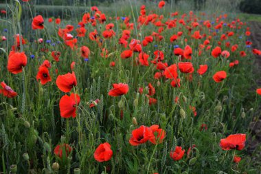 Papaver Rhoeas, Poppy, Poppy Tarlası ve Rhoeas Tarlası olarak da bilinen güzel kırmızı gelincik çiçeğinin güzel yakın çekimi.