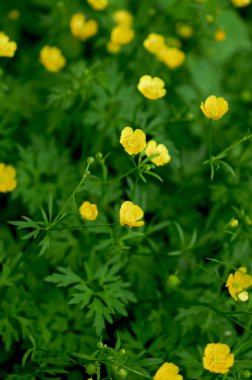 Ranunculus Tövbe 'ye yakın çekim, sürünen düğün çiçeği, Ranunculaceae familyasının çiçek açan bir bitkisidir.