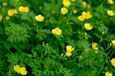Ranunculus Tövbe 'ye yakın çekim, sürünen düğün çiçeği, Ranunculaceae familyasının çiçek açan bir bitkisidir.