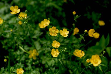 Ranunculus Tövbe 'ye yakın çekim, sürünen düğün çiçeği, Ranunculaceae familyasının çiçek açan bir bitkisidir.