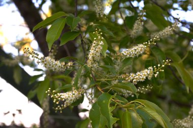 Yeşil yapraklı ağaç dalları ve erik serotinası çiçekleri, yaygın olarak siyah kiraz olarak adlandırılır..