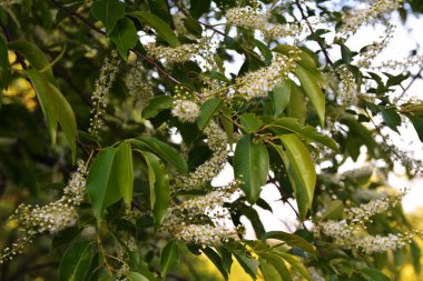 Yeşil yapraklı ağaç dalları ve erik serotinası çiçekleri, yaygın olarak siyah kiraz olarak adlandırılır..