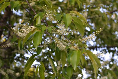 Yeşil yapraklı ağaç dalları ve erik serotinası çiçekleri, yaygın olarak siyah kiraz olarak adlandırılır..
