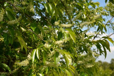 Yeşil yapraklı ağaç dalları ve erik serotinası çiçekleri, yaygın olarak siyah kiraz olarak adlandırılır..