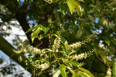 Yeşil yapraklı ağaç dalları ve erik serotinası çiçekleri, yaygın olarak siyah kiraz olarak adlandırılır..
