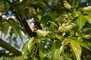 Yeşil yapraklı ağaç dalları ve erik serotinası çiçekleri, yaygın olarak siyah kiraz olarak adlandırılır..