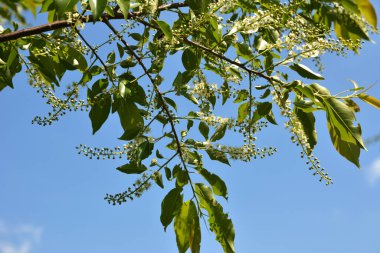Yeşil yapraklı ağaç dalları ve erik serotinası çiçekleri, yaygın olarak siyah kiraz olarak adlandırılır..