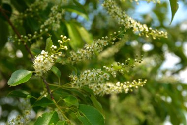 Yeşil yapraklı ağaç dalları ve erik serotinası çiçekleri, yaygın olarak siyah kiraz olarak adlandırılır..