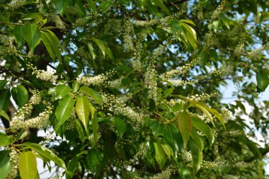 Yeşil yapraklı ağaç dalları ve erik serotinası çiçekleri, yaygın olarak siyah kiraz olarak adlandırılır..