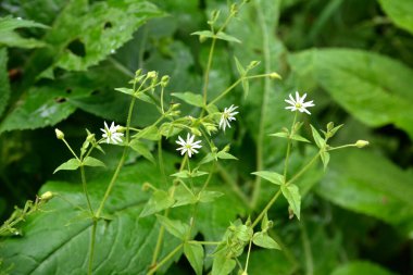Myosoton aquaticum, plant with small white flower known as water chickweed or giant chickweed on green blurred background.