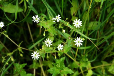 Myosoton aquaticum, plant with small white flower known as water chickweed or giant chickweed on green blurred background.