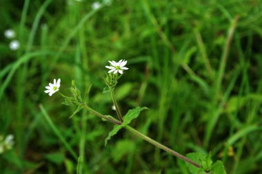 Myosoton aquaticum, plant with small white flower known as water chickweed or giant chickweed on green blurred background.