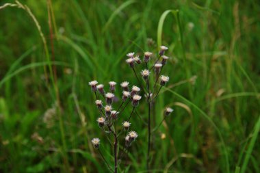 Mavi fleabane (Erigeron acris) bitki nin olgunlaşmış tohumları ile kabarık kafaları Wormwood üzerinde yükselir. Pürüzsüz kamera hareketi.