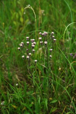 Mavi fleabane (Erigeron acris) bitki nin olgunlaşmış tohumları ile kabarık kafaları Wormwood üzerinde yükselir. Pürüzsüz kamera hareketi.