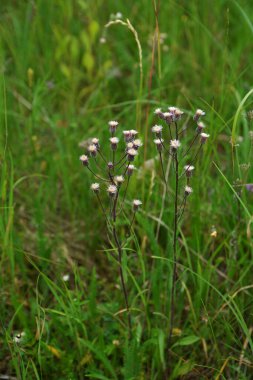 Mavi fleabane (Erigeron acris) bitki nin olgunlaşmış tohumları ile kabarık kafaları Wormwood üzerinde yükselir. Pürüzsüz kamera hareketi.