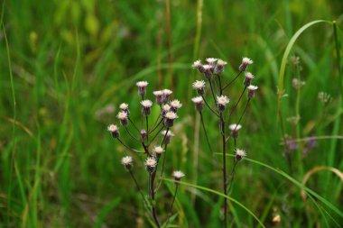 Mavi fleabane (Erigeron acris) bitki nin olgunlaşmış tohumları ile kabarık kafaları Wormwood üzerinde yükselir. Pürüzsüz kamera hareketi.