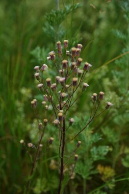 Mavi fleabane (Erigeron acris) bitki nin olgunlaşmış tohumları ile kabarık kafaları Wormwood üzerinde yükselir. Pürüzsüz kamera hareketi.