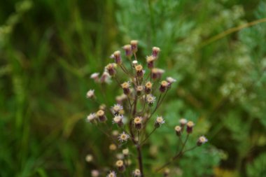 Mavi fleabane (Erigeron acris) bitki nin olgunlaşmış tohumları ile kabarık kafaları Wormwood üzerinde yükselir. Pürüzsüz kamera hareketi.