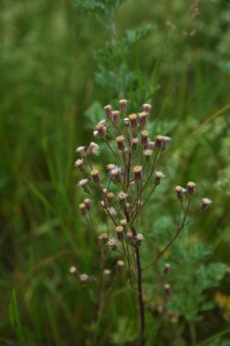Mavi fleabane (Erigeron acris) bitki nin olgunlaşmış tohumları ile kabarık kafaları Wormwood üzerinde yükselir. Pürüzsüz kamera hareketi.