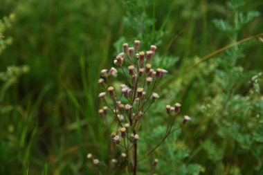 Mavi fleabane (Erigeron acris) bitki nin olgunlaşmış tohumları ile kabarık kafaları Wormwood üzerinde yükselir. Pürüzsüz kamera hareketi.