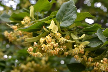 Tilia Cordata ıhlamur ağacı dalları açmakta, bahar zamanı çiçek açan küçük yapraklı limon, bahar günışığında yeşil yapraklar.