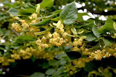 Tilia Cordata ıhlamur ağacı dalları açmakta, bahar zamanı çiçek açan küçük yapraklı limon, bahar günışığında yeşil yapraklar.