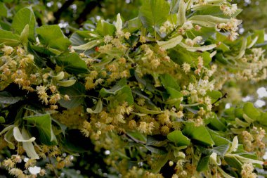 Tilia Cordata ıhlamur ağacı dalları açmakta, bahar zamanı çiçek açan küçük yapraklı limon, bahar günışığında yeşil yapraklar.