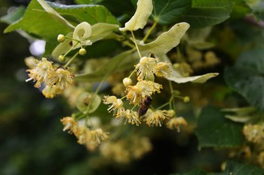 Tilia Cordata ıhlamur ağacı dalları açmakta, bahar zamanı çiçek açan küçük yapraklı limon, bahar günışığında yeşil yapraklar.