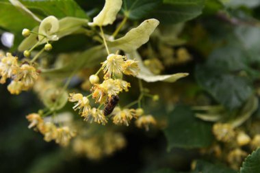 Tilia Cordata ıhlamur ağacı dalları açmakta, bahar zamanı çiçek açan küçük yapraklı limon, bahar günışığında yeşil yapraklar.