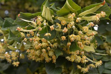 Tilia Cordata ıhlamur ağacı dalları açmakta, bahar zamanı çiçek açan küçük yapraklı limon, bahar günışığında yeşil yapraklar.