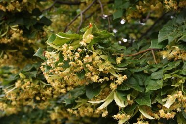 Tilia Cordata ıhlamur ağacı dalları açmakta, bahar zamanı çiçek açan küçük yapraklı limon, bahar günışığında yeşil yapraklar.