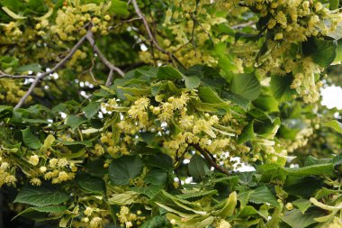 Tilia Cordata ıhlamur ağacı dalları açmakta, bahar zamanı çiçek açan küçük yapraklı limon, bahar günışığında yeşil yapraklar.
