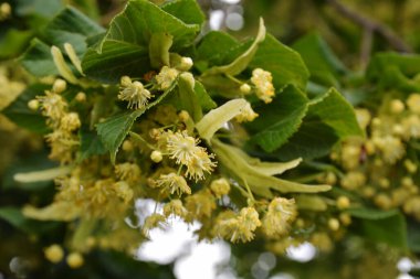 Tilia Cordata ıhlamur ağacı dalları açmakta, bahar zamanı çiçek açan küçük yapraklı limon, bahar günışığında yeşil yapraklar.
