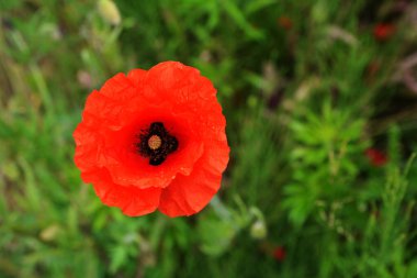 Papaver rhoeas veya yaygın gelincik, Papaveraceae familyasından kırmızı yapraklı yıllık otçul bitkidir.