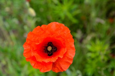 Papaver rhoeas veya yaygın gelincik, Papaveraceae familyasından kırmızı yapraklı yıllık otçul bitkidir.