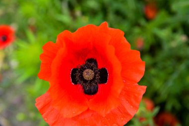 Papaver rhoeas veya yaygın gelincik, Papaveraceae familyasından kırmızı yapraklı yıllık otçul bitkidir.