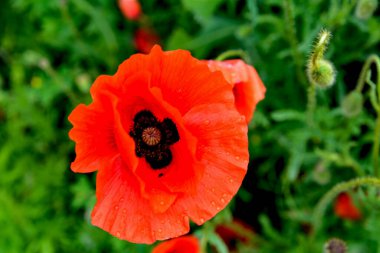 Papaver rhoeas veya yaygın gelincik, Papaveraceae familyasından kırmızı yapraklı yıllık otçul bitkidir.