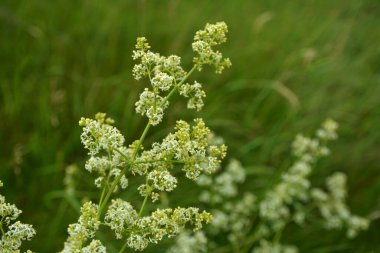 Galium mollugo, Rubiaceae familyasına ait otçul bir bitki türü. Küçük beyaz çit yatak örtüsü çiçekleri veya sahte bebek nefesi (Galium mollugo).
