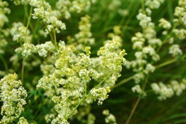 Galium mollugo, Rubiaceae familyasına ait otçul bir bitki türü. Küçük beyaz çit yatak örtüsü çiçekleri veya sahte bebek nefesi (Galium mollugo).