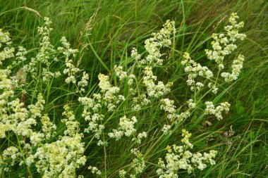 Galium mollugo, Rubiaceae familyasına ait otçul bir bitki türü. Küçük beyaz çit yatak örtüsü çiçekleri veya sahte bebek nefesi (Galium mollugo).