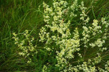 Galium mollugo, Rubiaceae familyasına ait otçul bir bitki türü. Küçük beyaz çit yatak örtüsü çiçekleri veya sahte bebek nefesi (Galium mollugo).
