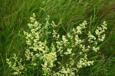 Galium mollugo, Rubiaceae familyasına ait otçul bir bitki türü. Küçük beyaz çit yatak örtüsü çiçekleri veya sahte bebek nefesi (Galium mollugo).