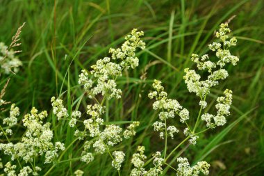 Galium mollugo, Rubiaceae familyasına ait otçul bir bitki türü. Küçük beyaz çit yatak örtüsü çiçekleri veya sahte bebek nefesi (Galium mollugo).