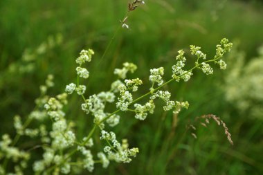 Galium mollugo, Rubiaceae familyasına ait otçul bir bitki türü. Küçük beyaz çit yatak örtüsü çiçekleri veya sahte bebek nefesi (Galium mollugo).