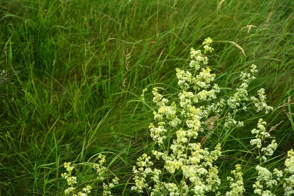 Galium mollugo, Rubiaceae familyasına ait otçul bir bitki türü. Küçük beyaz çit yatak örtüsü çiçekleri veya sahte bebek nefesi (Galium mollugo).