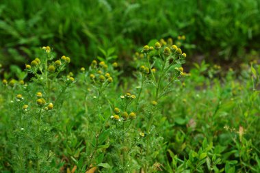 Kokulu papatya (Matrikaria diskoidea) doğada yetişir. Matrikaria diskoidea, yaygın olarak ananas otu, yabani papatya, ve disk mayweed olarak da bilinir..