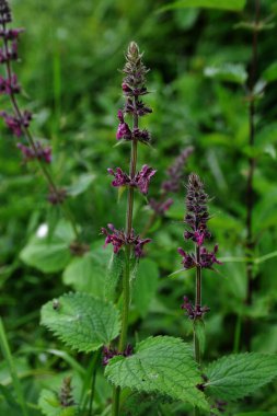Ormanda mor çalı otu çiçeği, yeşil bokeh arka planlı seçici odak - Stachys sylvatica