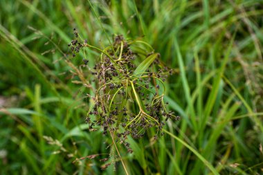 Scirpus sylvaticus, Cyperaceae familyasına ait bir bitki türüdür. Temmuz ayında ıslak bir çayırda ağaç kabuğu (Scirpus sylvaticus) yeşilliği..